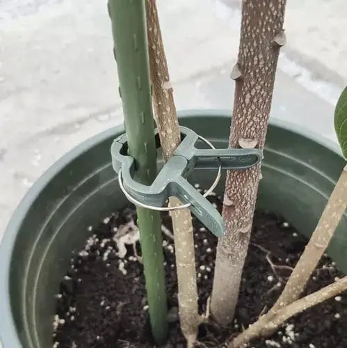 Clips pentru plante fixat pe un suport într-un ghiveci, oferind stabilitate tulpinilor. Ideal pentru grădinărit și creșterea plantelor.