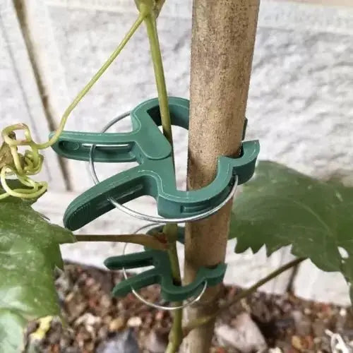 Clips verde pentru plante, fixat pe o viță de vie pentru susținere optimă. Accesoriu ideal pentru grădinărit și protecția plantelor.
