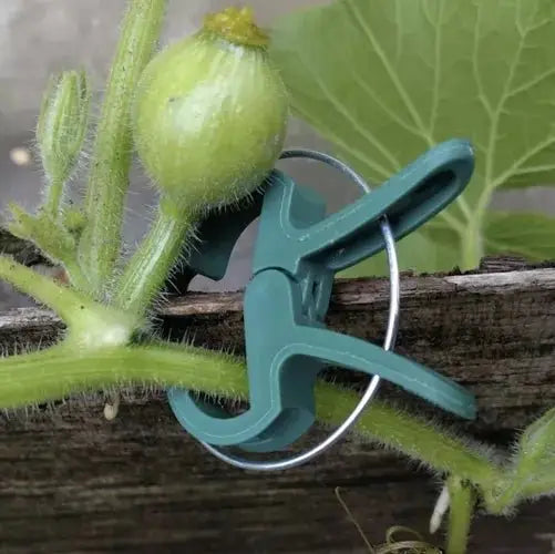 Clips pentru plante utilizat pentru susținerea unei tulpini de dovleac. Accesoriu ideal pentru grădinărit și protecția plantelor.
