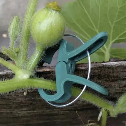 Clips pentru plante utilizat pentru susținerea unei tulpini de dovleac. Accesoriu ideal pentru grădinărit și protecția plantelor.