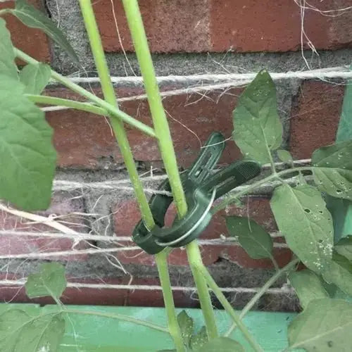 Clips pentru plante utilizat pentru susținerea roșiilor pe un suport. Accesoriu esențial pentru grădinărit și creșterea sănătoasă a plantelor.