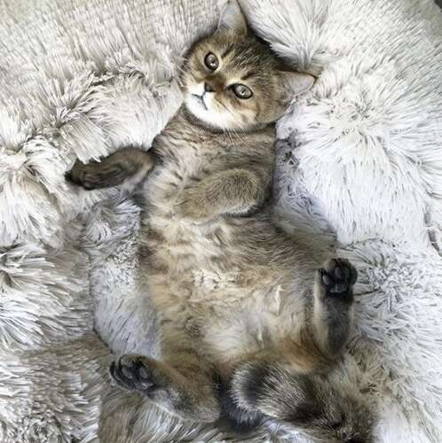 Pat Pentru Animale de Companie, Rotund, Gri - Cumpara24
